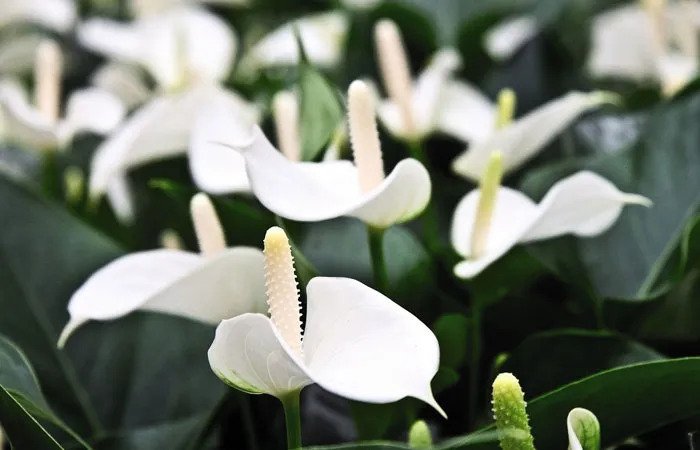 Anthurium 