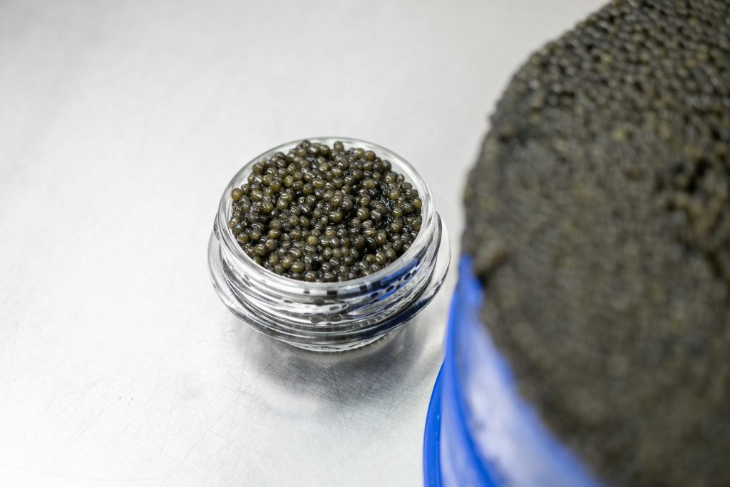 Caviar Exports