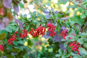 advantages of barberries