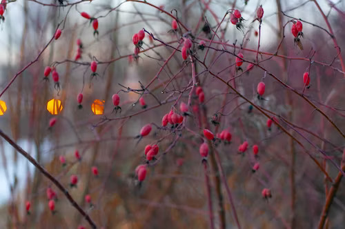 advantages of barberries