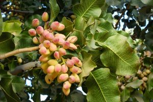 Iranian V.S American Pistachios